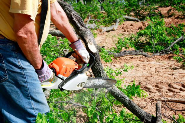 Best Tree Pruning Services  in Chlicothe, IL